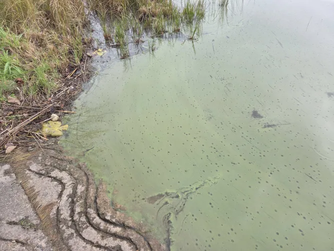 Alarmed about algal bloom at Six Mile Lake